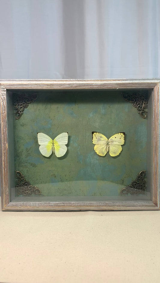 Emigrant Butterflies