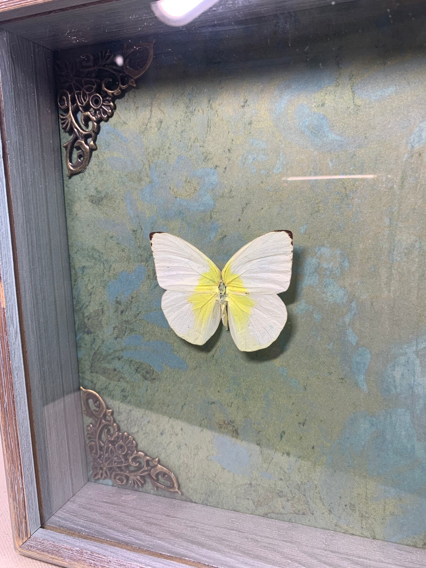 Emigrant Butterflies