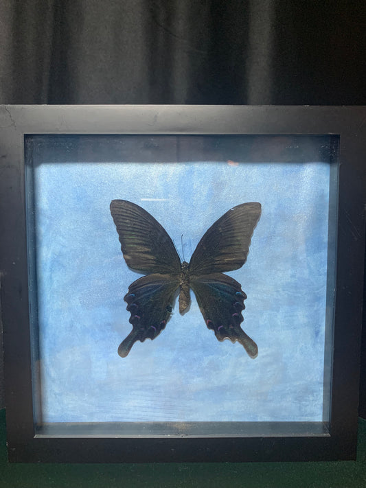 Alpine Black Swallowtail Butterfly