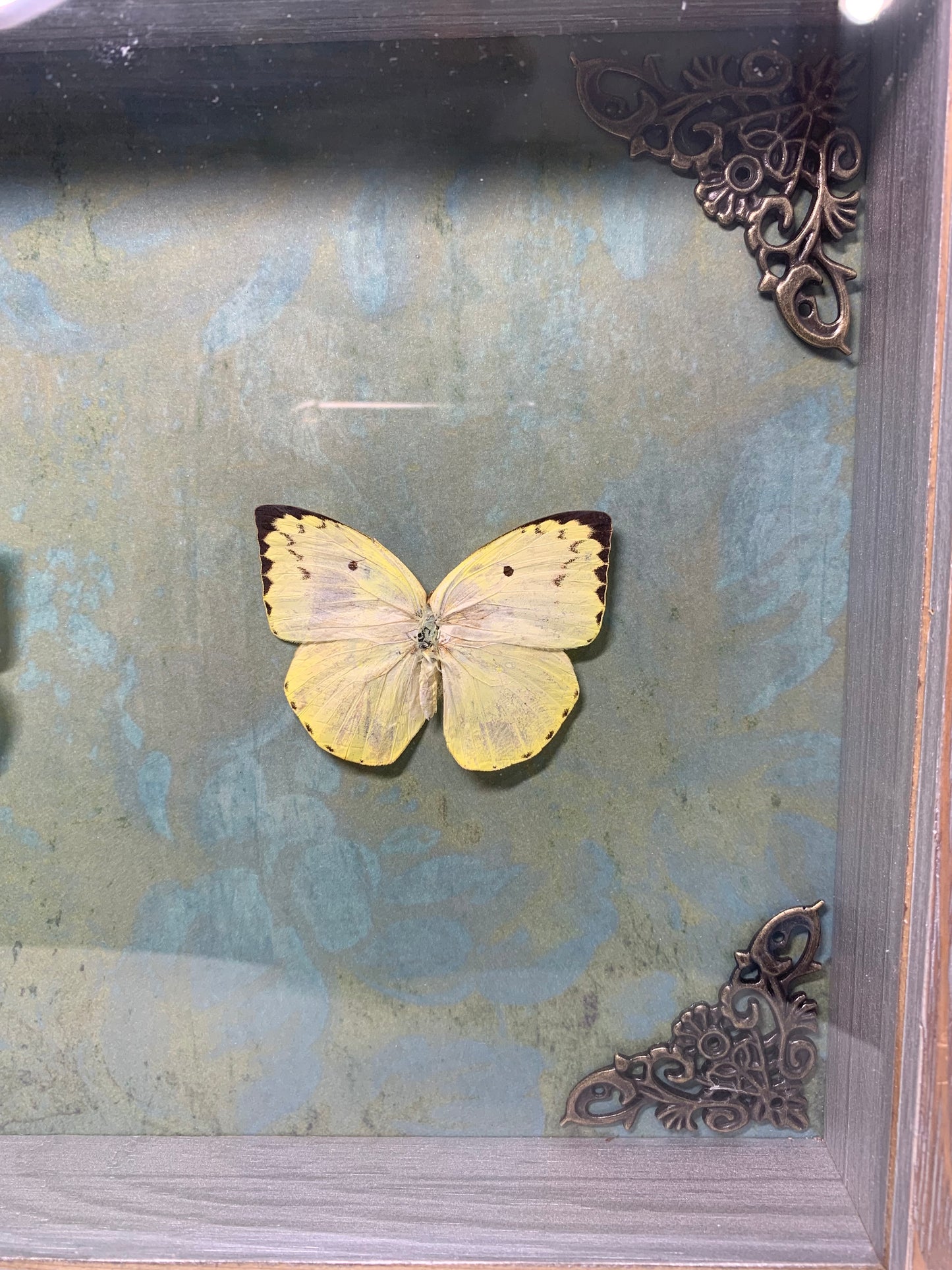 Emigrant Butterflies