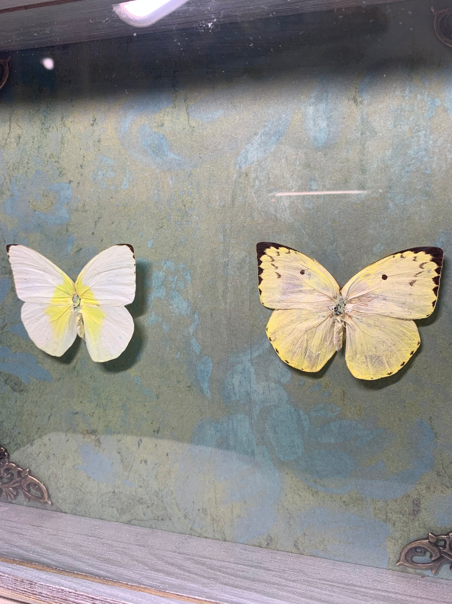 Emigrant Butterflies