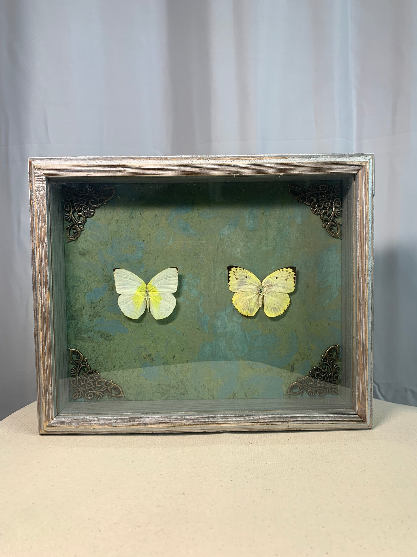 Emigrant Butterflies