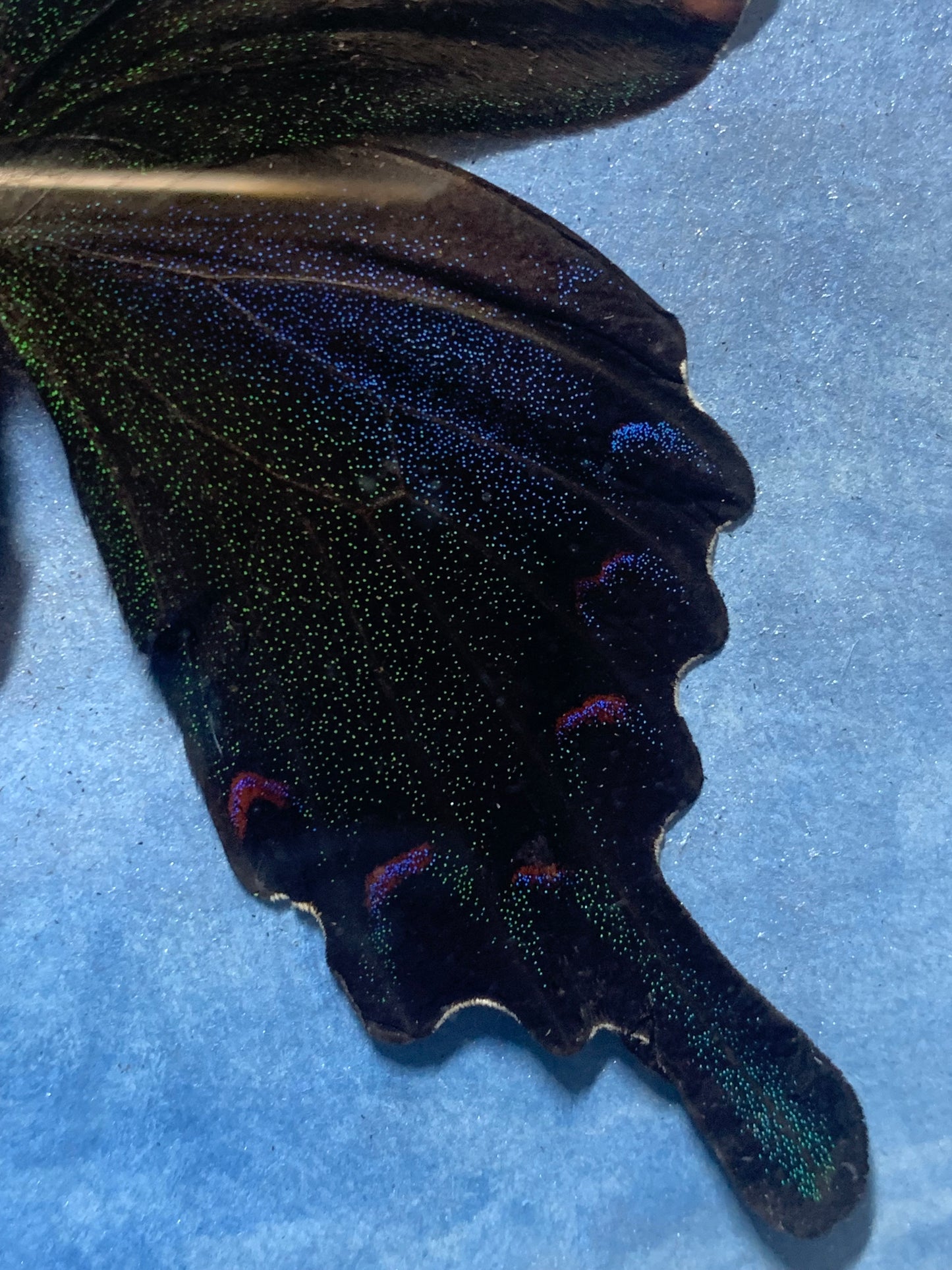 Alpine Black Swallowtail Butterfly