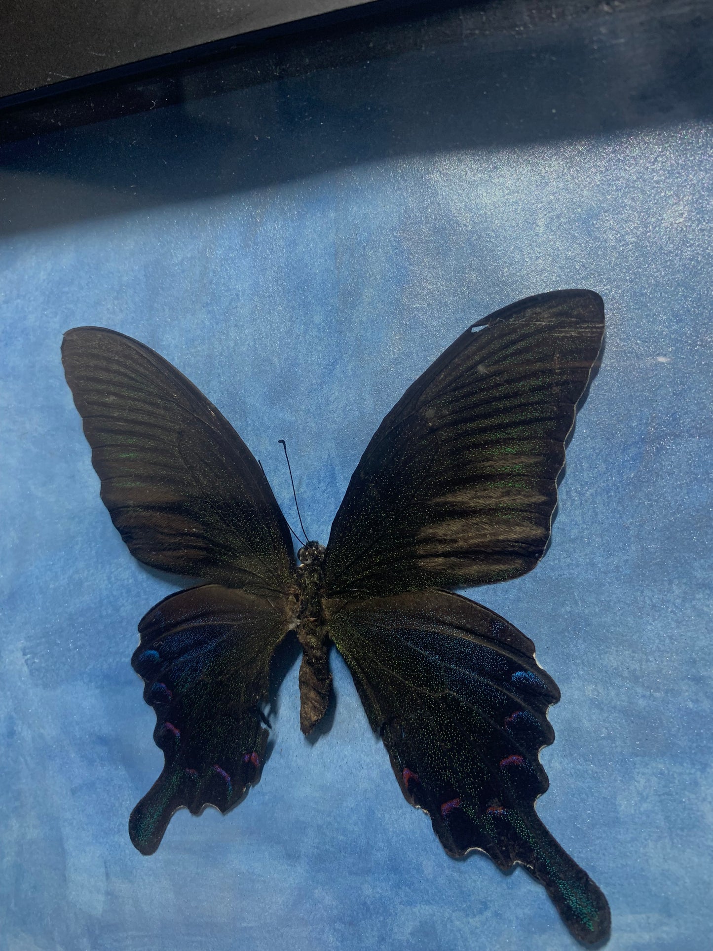 Alpine Black Swallowtail Butterfly