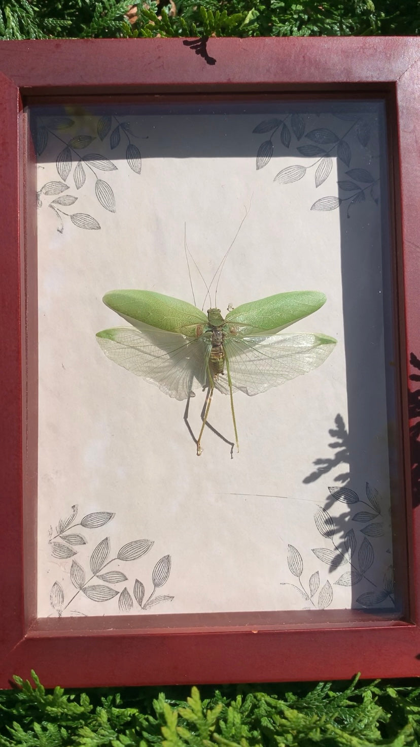 Preserved Katydid