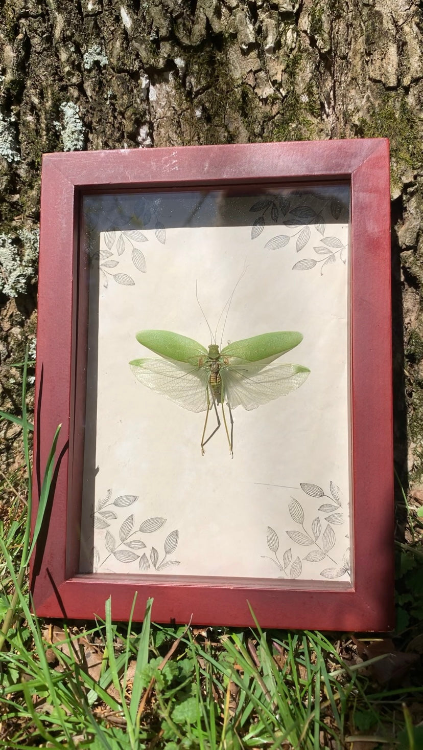 Preserved Katydid