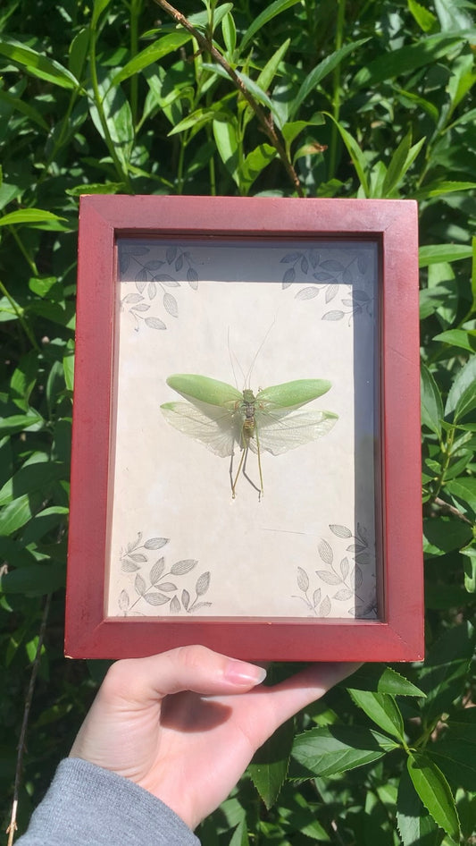 Preserved Katydid