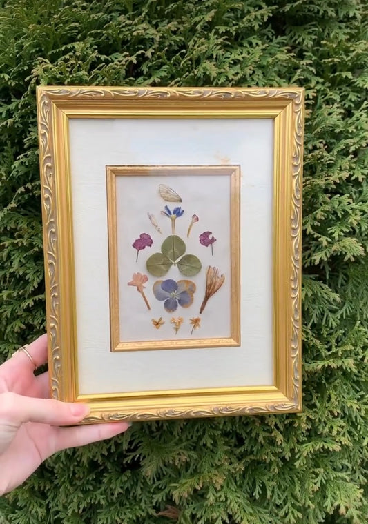 Framed Pressed Flowers